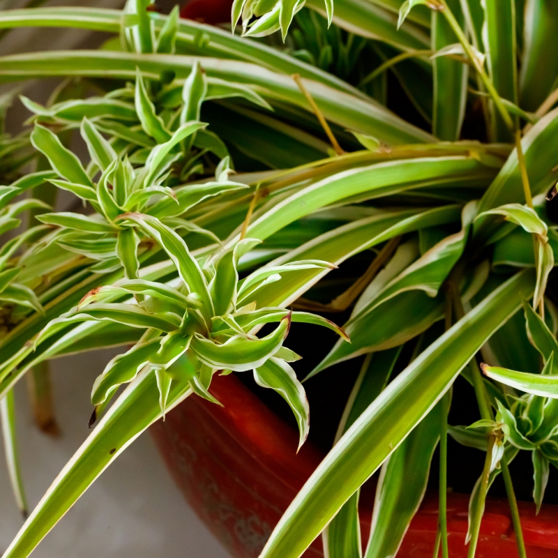 Tầm quan trọng không ngờ của cây lan chi đối với sức khỏe con người