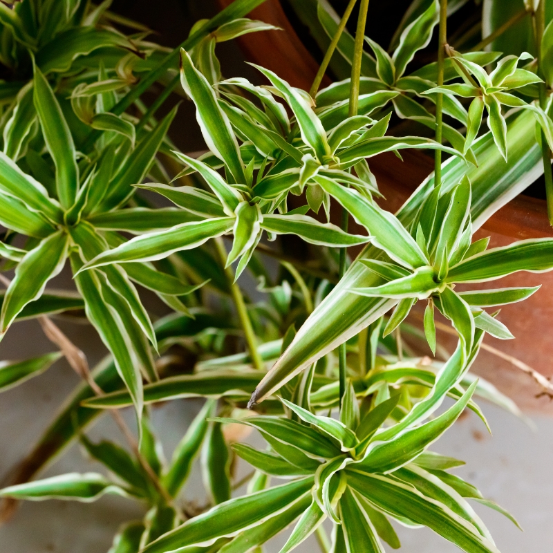 Loài cây lan chi đẹp mà bạn nên sở hữu