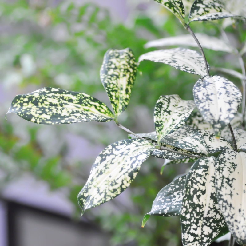 Cây trúc Nhật điểm nhấn hoàn hảo cho không gian sống của bạn