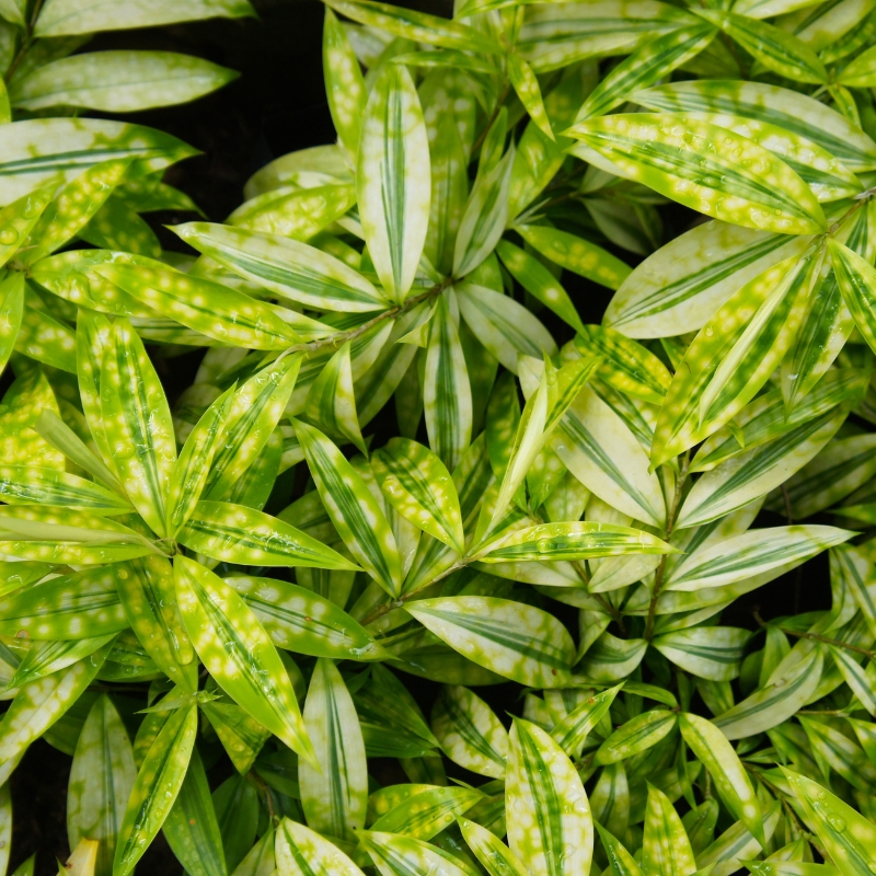 Cây trúc Nhật mang vẻ đẹp thanh lịch và tinh tế