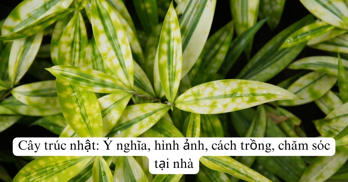 Cây Trúc Nhật: Ý nghĩa, phong thủy, cách trồng, chăm sóc tại nhà