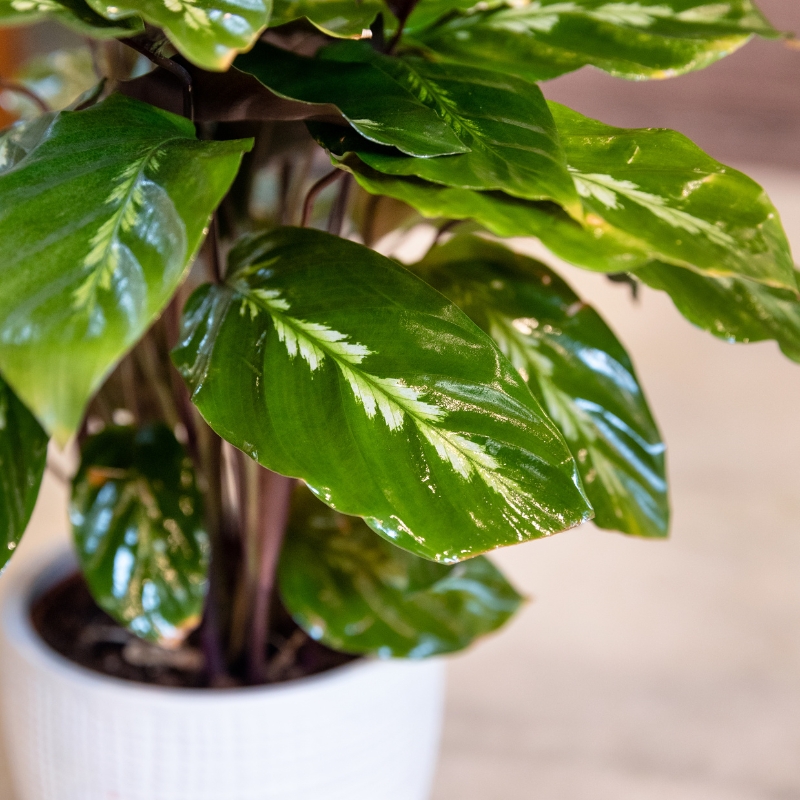 Cây huy hoàng lựa chọn tuyệt vời cho không gian xanh