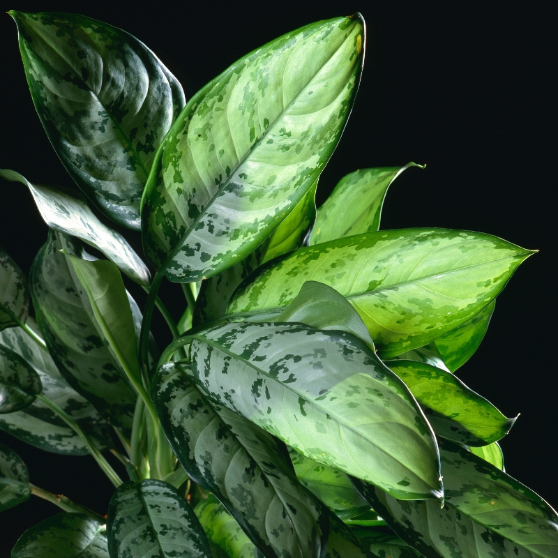 Cây Ngân Hậu mang vẻ đẹp hoang dã