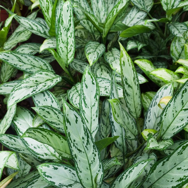 Cây Ngân Hậu mang vẻ đẹp hoang sơ trong thiên nhiên