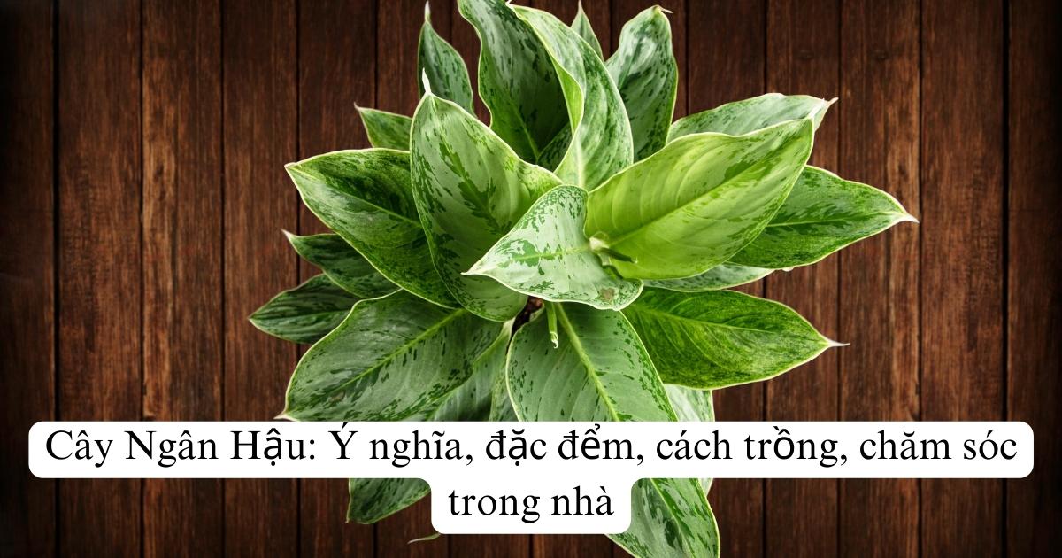 Cây Ngân Hậu: Ý nghĩa, đặc đểm, cách trồng, chăm sóc trong nhà