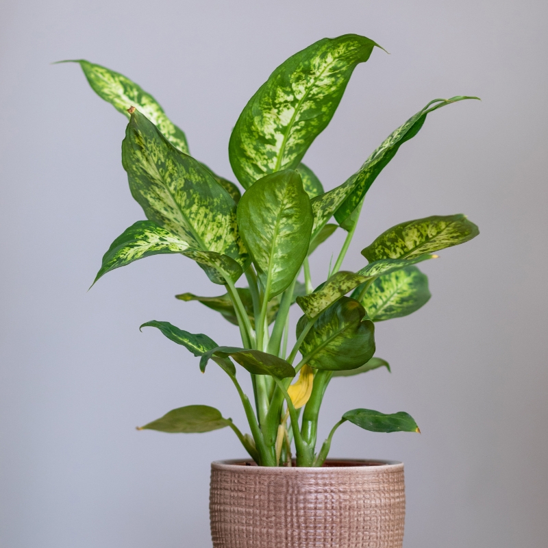 Cây vạn niên thanh mang vẻ đẹp tinh tế