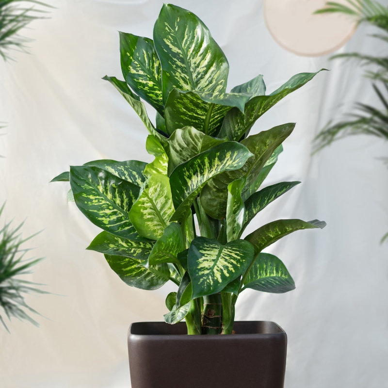 Cây vạn niên thanh điểm nhấn cho không gian sống của bạn