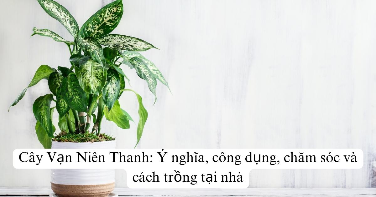 Cây Vạn Niên Thanh: Ý nghĩa, công dụng, chăm sóc và cách trồng tại nhà