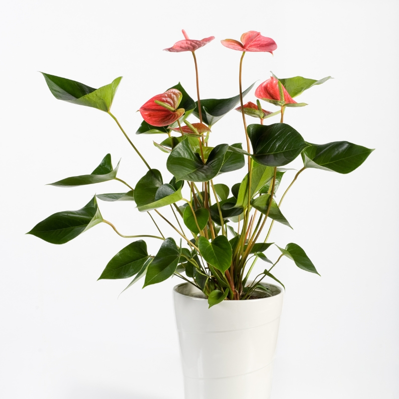 Cây hồng môn tô điểm cho ngôi nhà của bạn