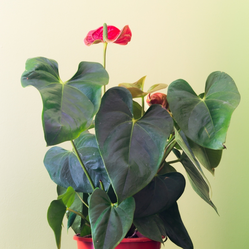 Cây hồng môn dáng cao