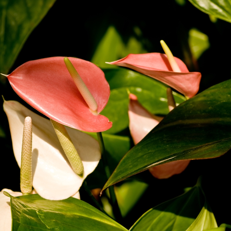 Cây hồng môn mang vẻ đẹp thanh lịch