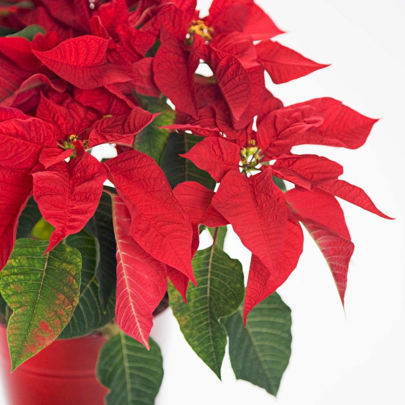 Cây trạng nguyên lá đỏ mang vẻ đẹp tình yêu và hạnh phúc