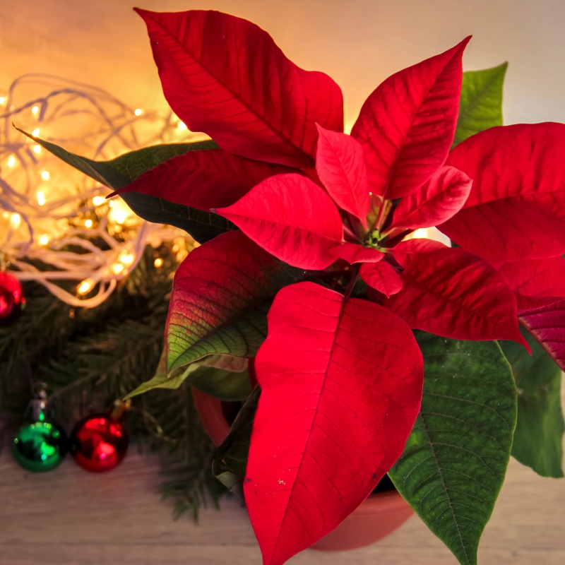 Cây trạng nguyên phù hợp với không gian sống