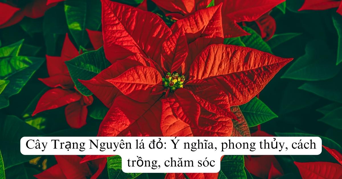 Cây Trạng Nguyên lá đỏ: Ý nghĩa, phong thủy, cách trồng, chăm sóc