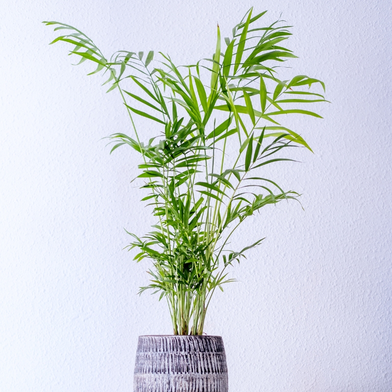 Cây cau tiểu trâm điểm nhấn cho ngôi nhà