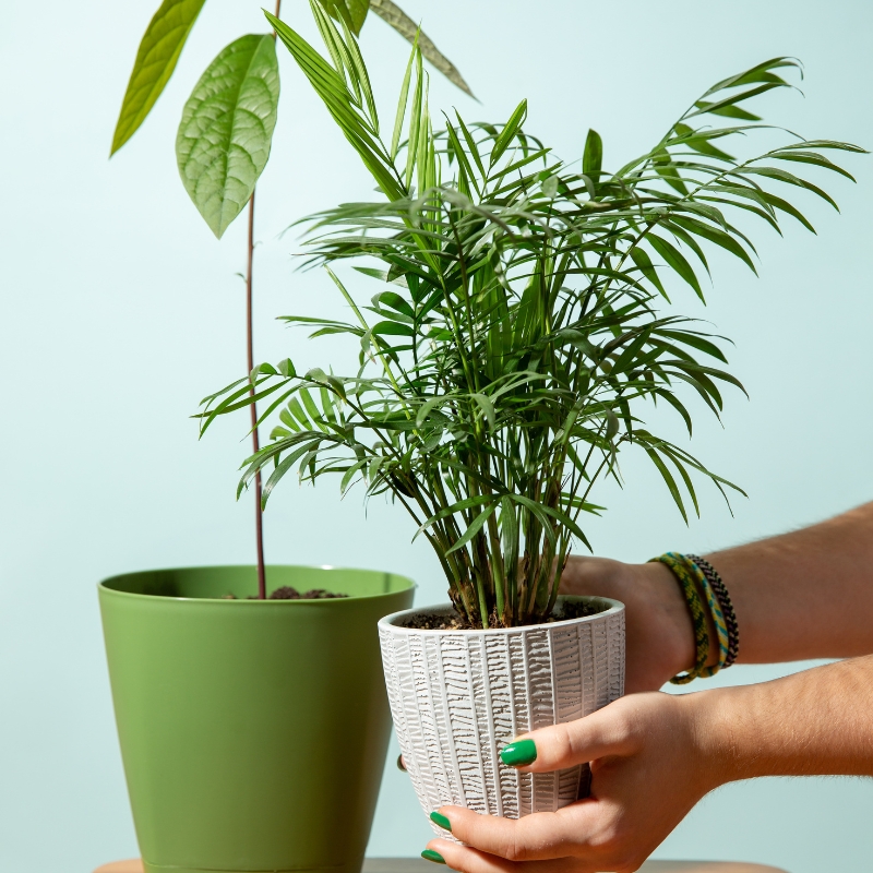 Cây cau tiểu trâm mang vẻ đẹp tươi xanh