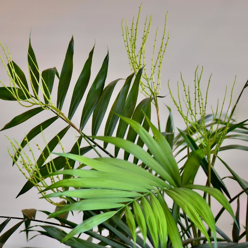 Cây cau tiểu trâm thân dài