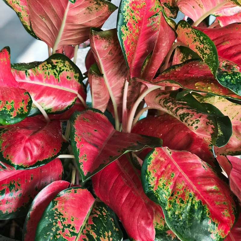 Cây phú quý làm không gian trở nên rực rỡ