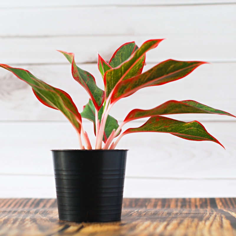 Cây phú quý có nhiều ý nghĩa phong thủy