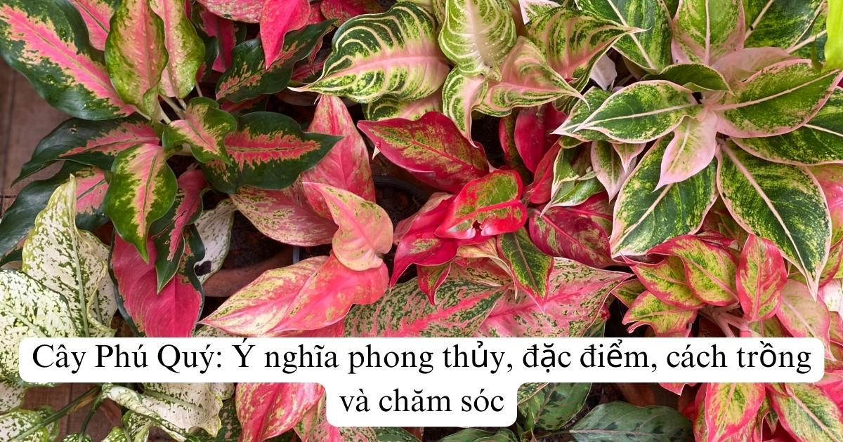 Cây Phú Quý: Ý nghĩa phong thủy, đặc điểm, cách trồng, chăm sóc