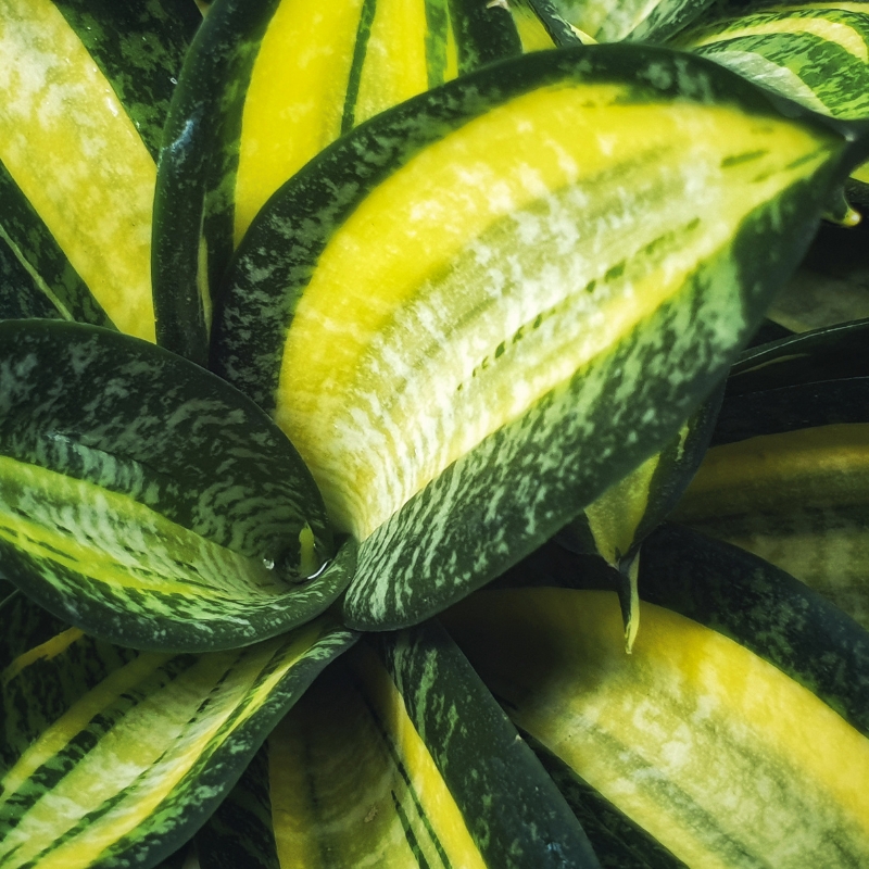 Cây lưỡi hổ thu hút nhiều tài lộc