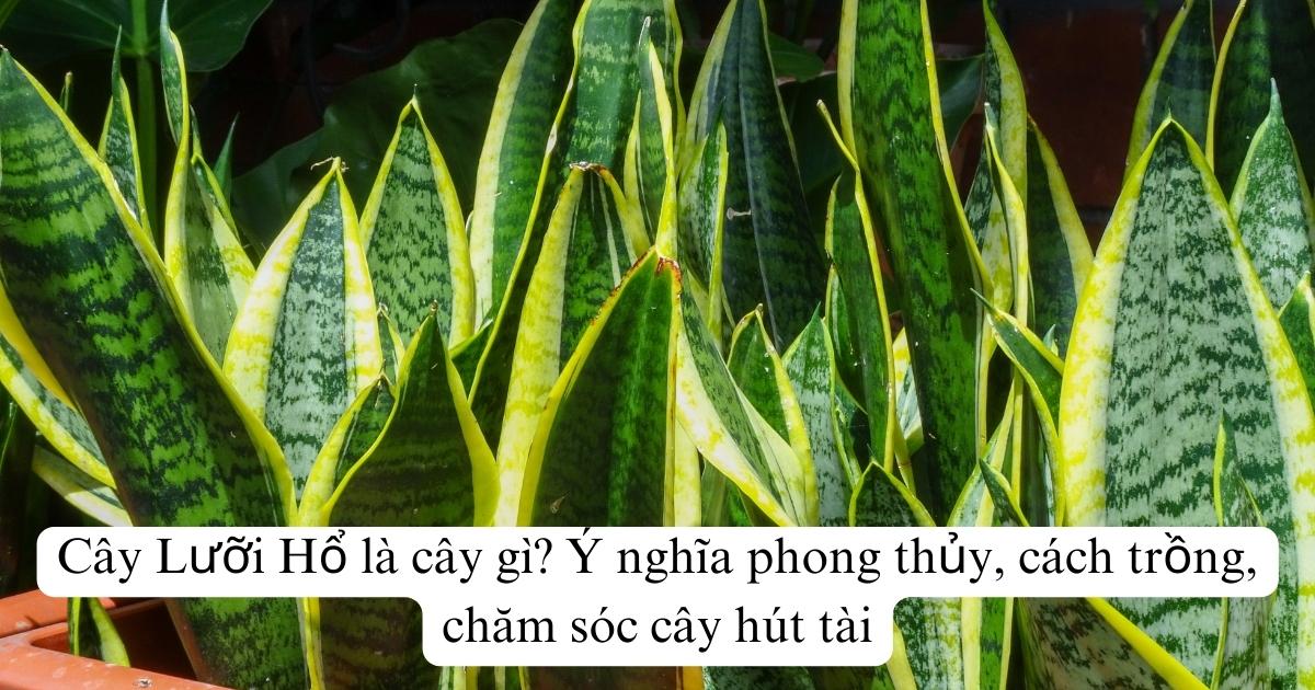 Cây Lưỡi Hổ là cây gì? Ý nghĩa phong thủy, cách trồng, chăm sóc cây hút tài