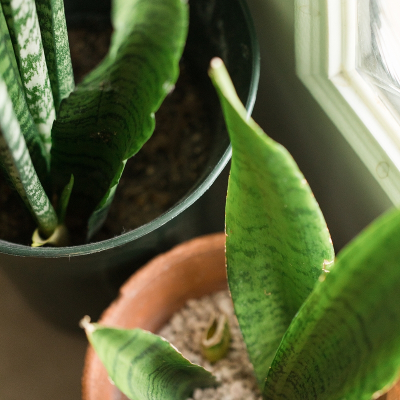 Cây lưỡi hổ mang vẻ đẹp mạnh mẽ