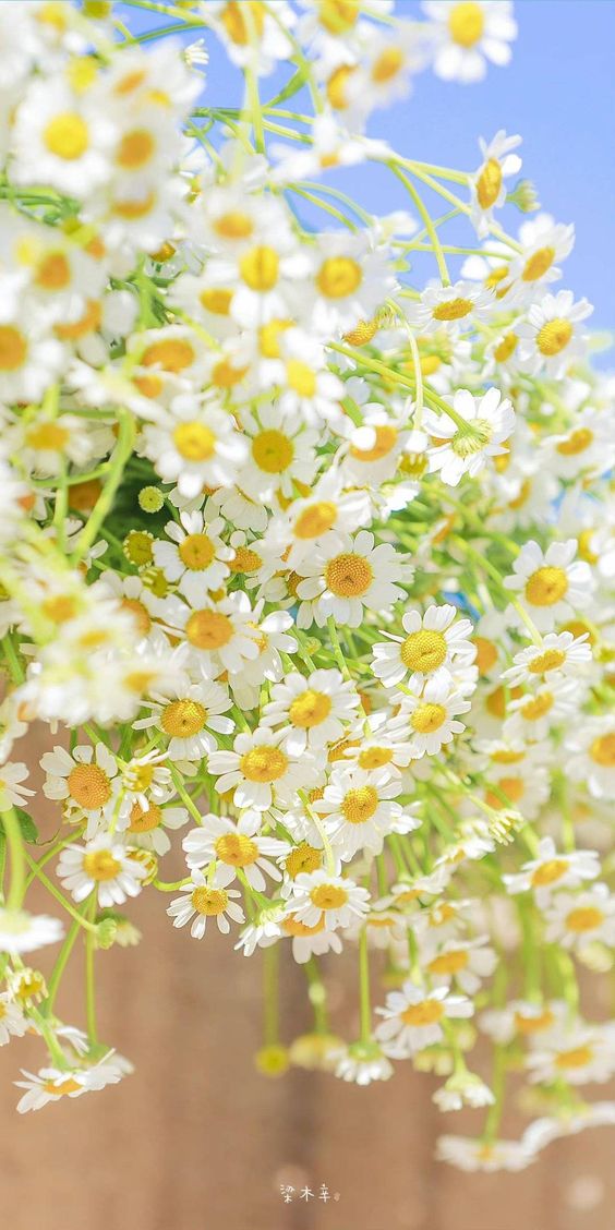 Cúc họa mi trong nắng