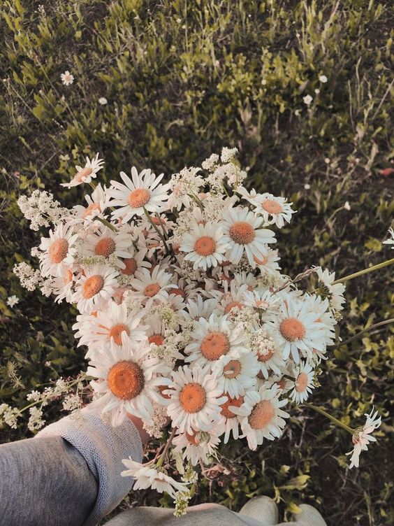 Cúc họa mi trong tiết trời thu