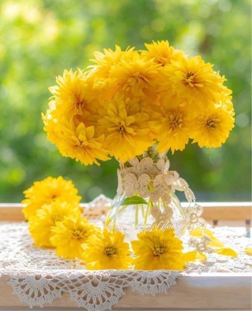 Bó hoa cúc họa mi vàng rực rỡ trong nắng