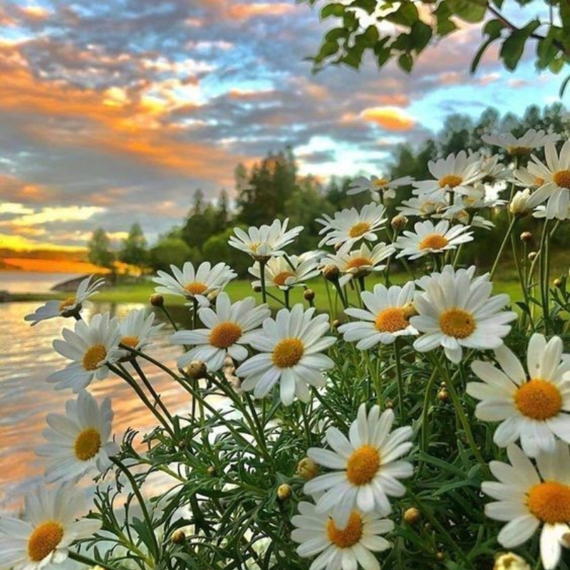 Đồng hoa cúc họa mi nở rộ