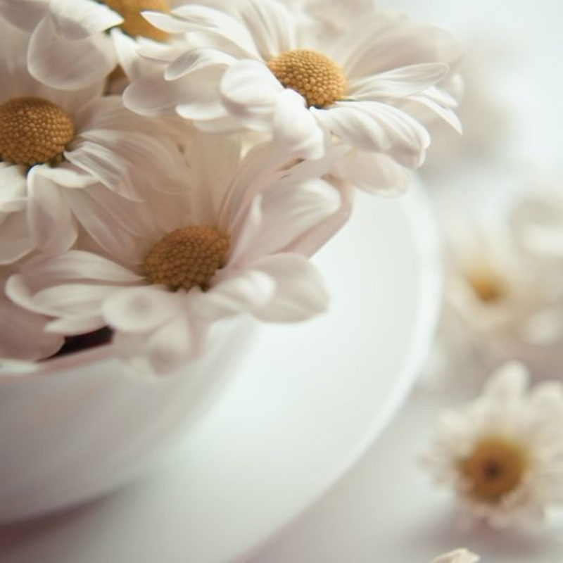 Cúc họa mi trong làm đẹp