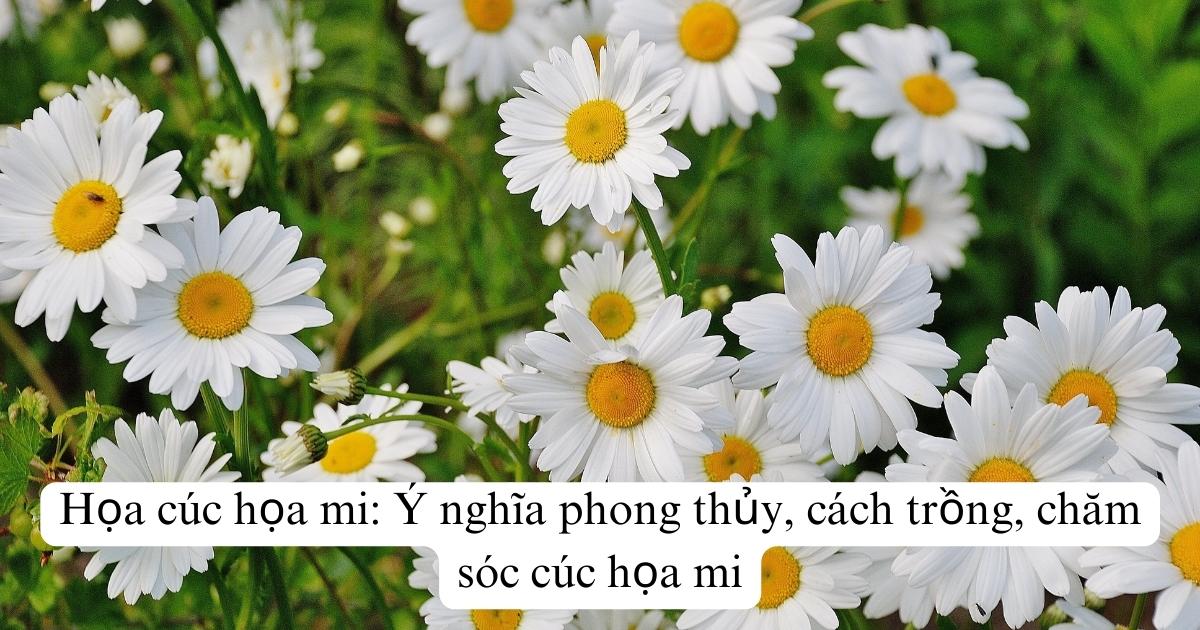 Họa cúc họa mi: Ý nghĩa phong thủy, cách trồng, chăm sóc cúc họa mi