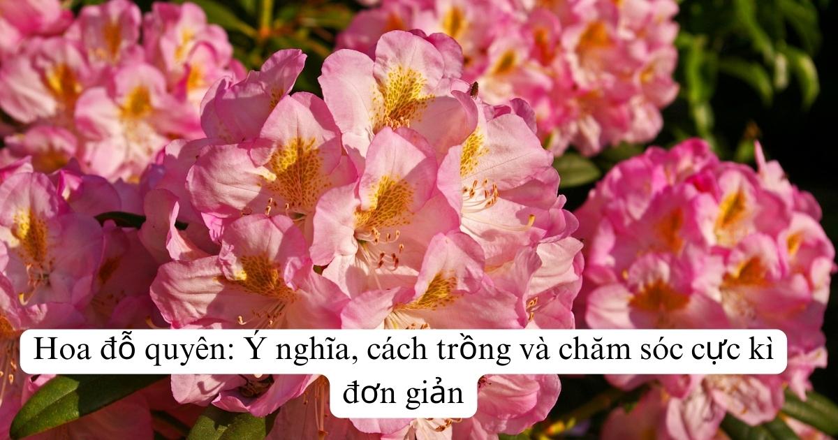 Hoa đỗ quyên: Ý nghĩa, cách trồng và chăm sóc cực kì đơn giản