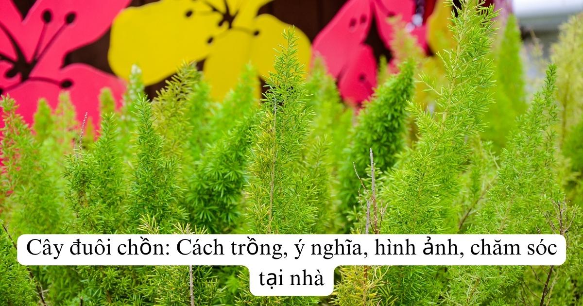 Cây Đuôi Chồn: Cách trồng, ý nghĩa, hình ảnh, chăm sóc tại nhà