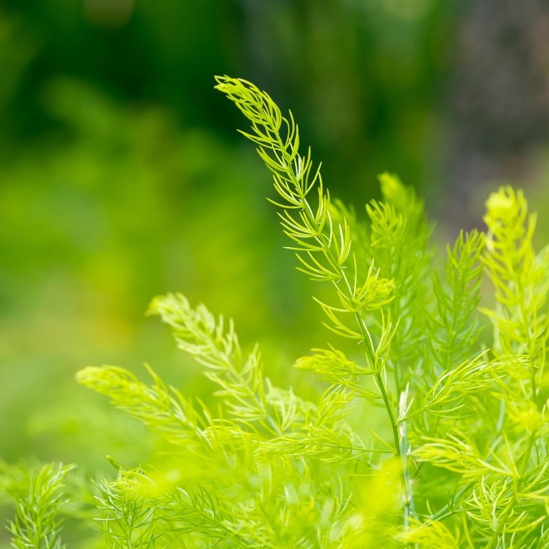 Cây đuôi chồn biểu tượng của sự thịnh vượng và may mắn