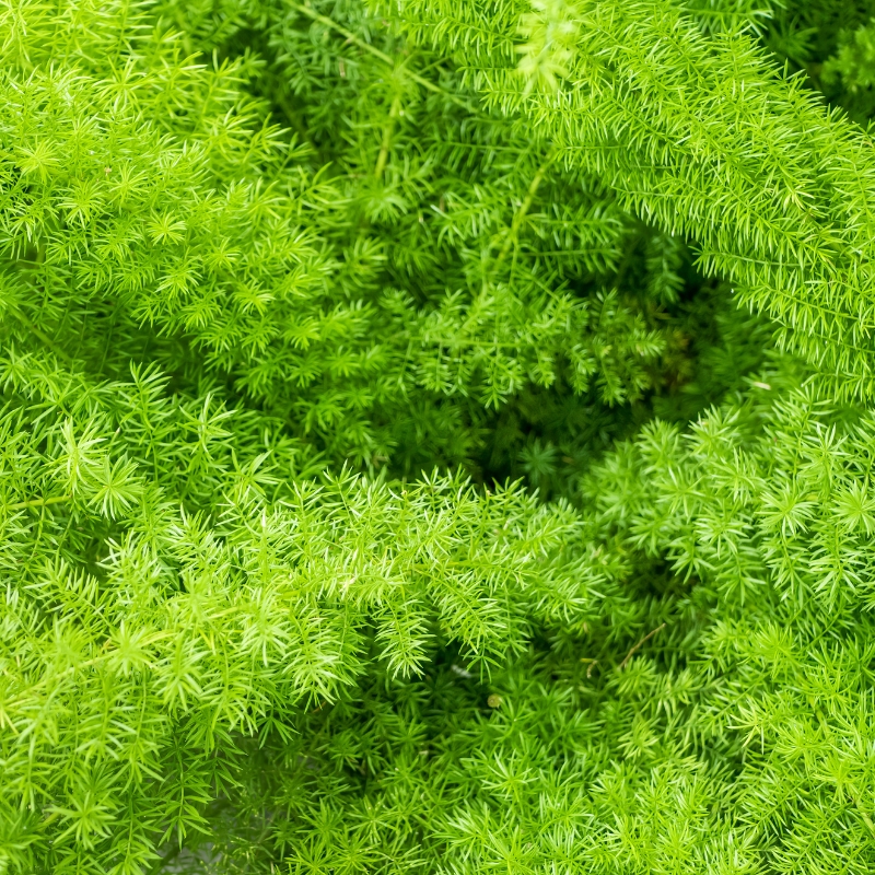 Cây đuôi chồn mang lại sự hòa hợp và tình yêu