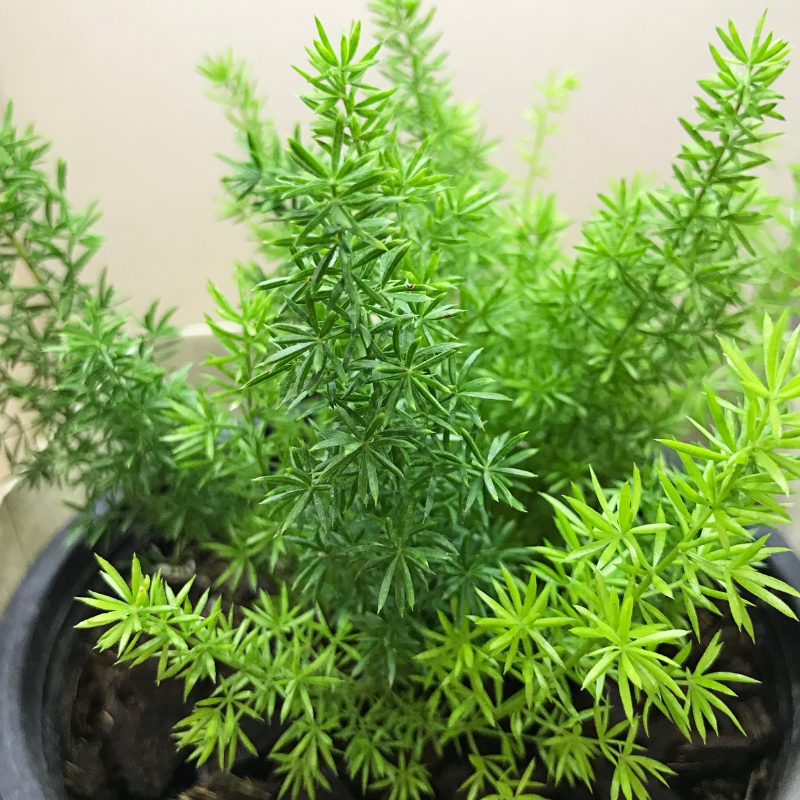 Cây đuôi chồn mang ý nghĩa phong thuỷ tích cực về thịnh vượng