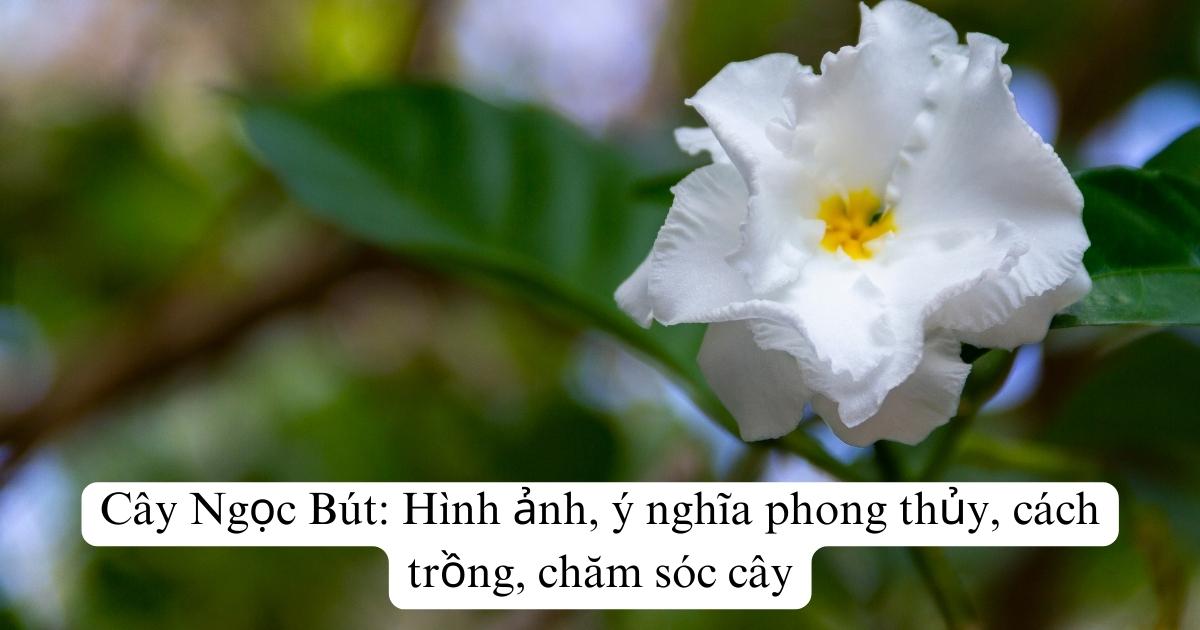 Cây Ngọc Bút: Hình ảnh, ý nghĩa phong thủy, cách trồng, chăm sóc cây