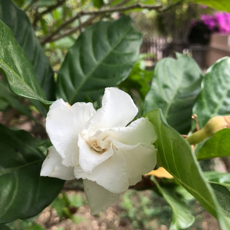 Cây ngọc bút biểu tượng của may mắn, thịnh vượng và thành công