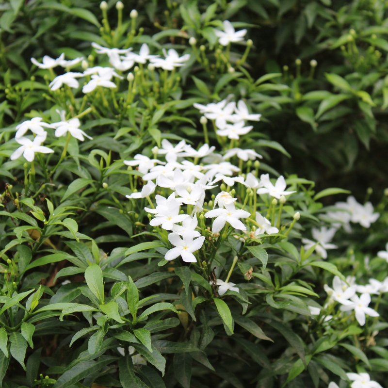 Cây ngọc bút mang cảm giác yên bình và thư thái trong không gian sống