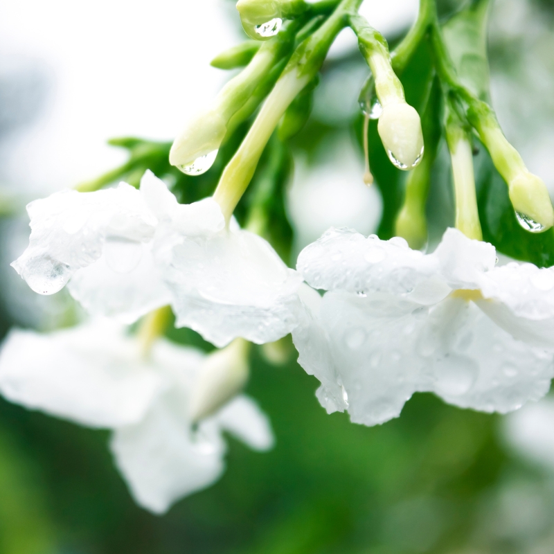 Cây ngọc bút thu hút tài lộc mang đến thành công