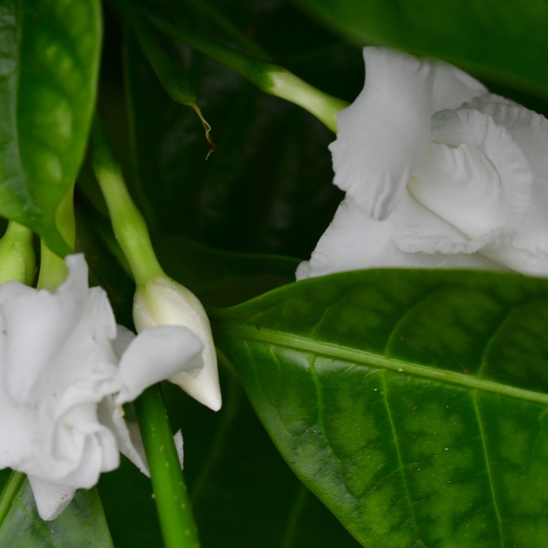 Cây ngọc bút tạo điểm nhấn cho không gian sống