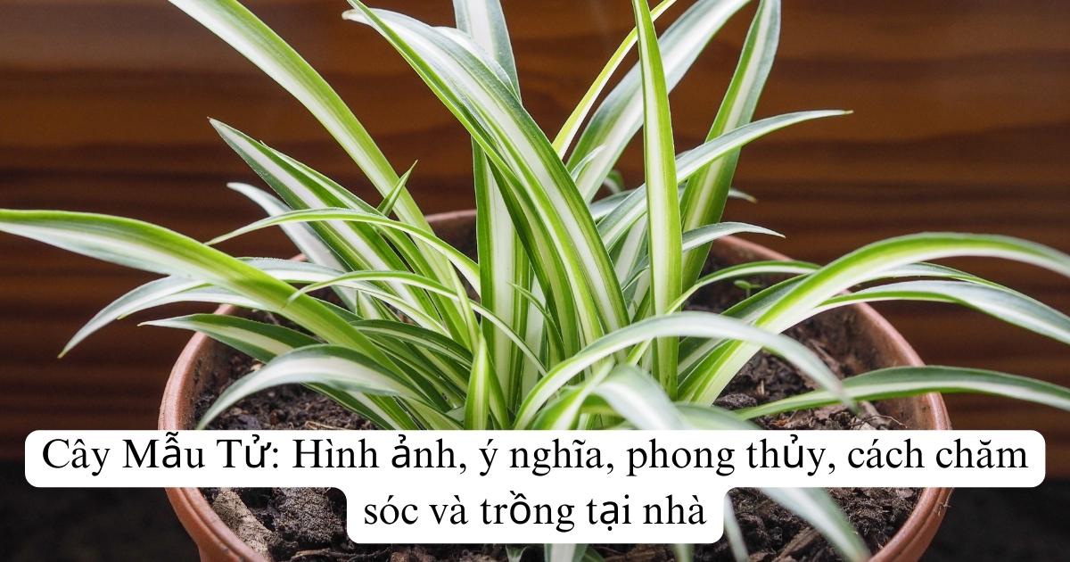 Cây Mẫu Tử: Hình ảnh, ý nghĩa, phong thủy, cách chăm sóc và trồng tại nhà