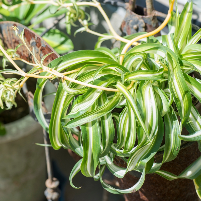 Cây mẫu tử biểu tượng của sự may mắn và tài lộc