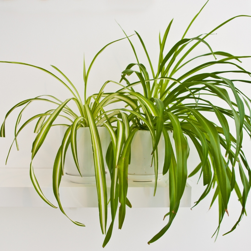 Cây mẫu tử biểu tượng cho sự cân đối và hài hòa