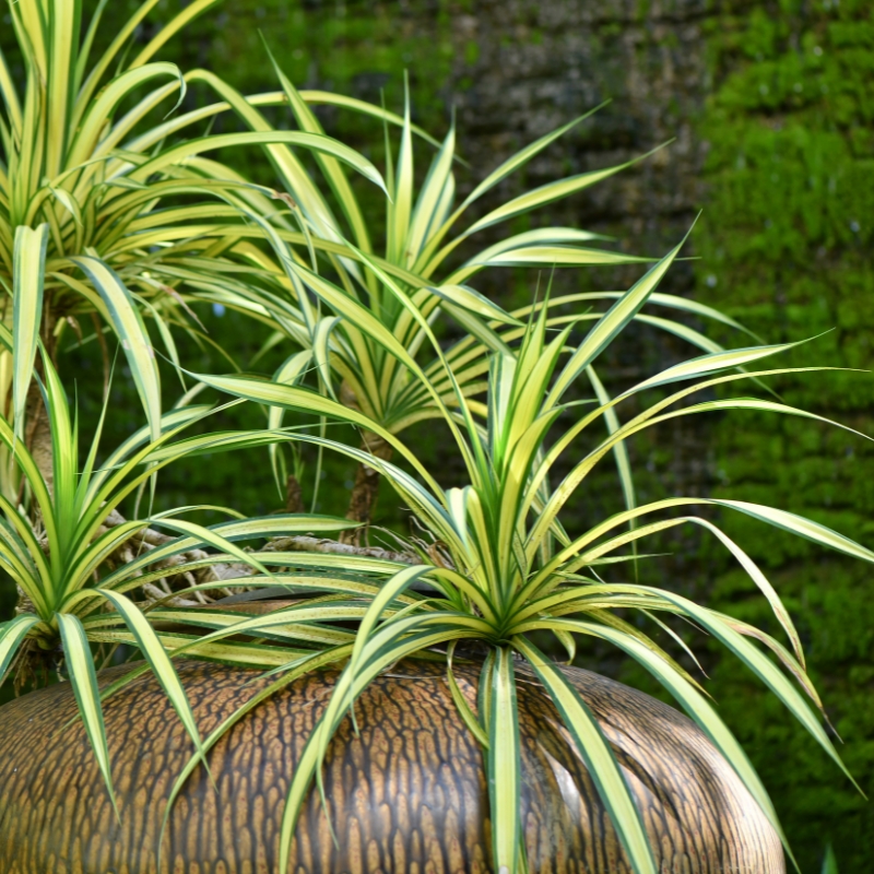 Cây mẫu tử tạo điểm nhấn và sự xanh mát cho không gian