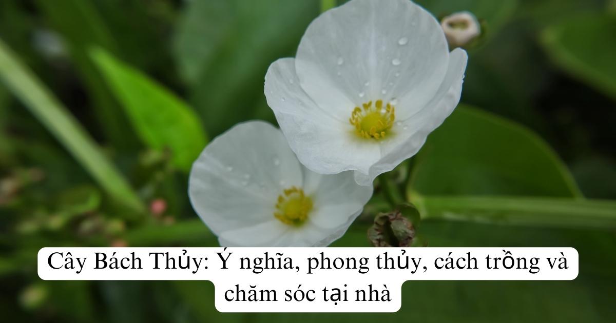 Cây Bách Thủy Tiên: Ý nghĩa, phong thủy, cách trồng và chăm sóc tại nhà
