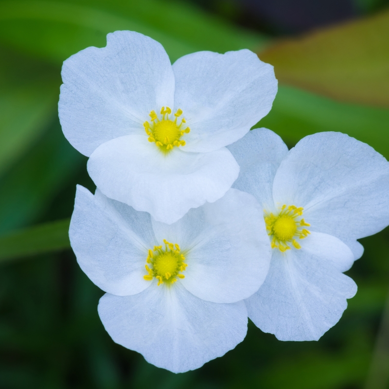 Cây bách thủy tiên mang đến ý nghĩa tinh khiết