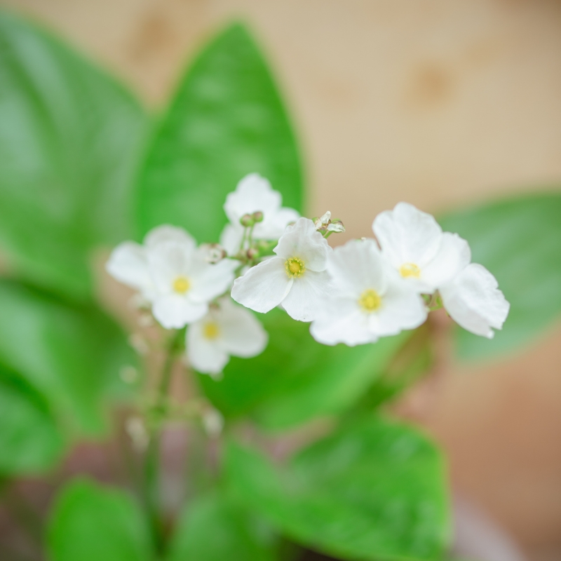 Cây bách thủy tiên biểu tượng của sự may mắn và thu hút tài lộc